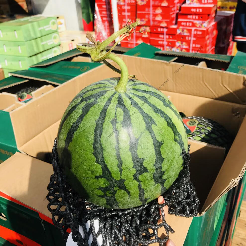 云南翡翠蒂西瓜麒麟甜王西瓜新鲜水果当季薄皮黑籽大西瓜整箱4个单果6