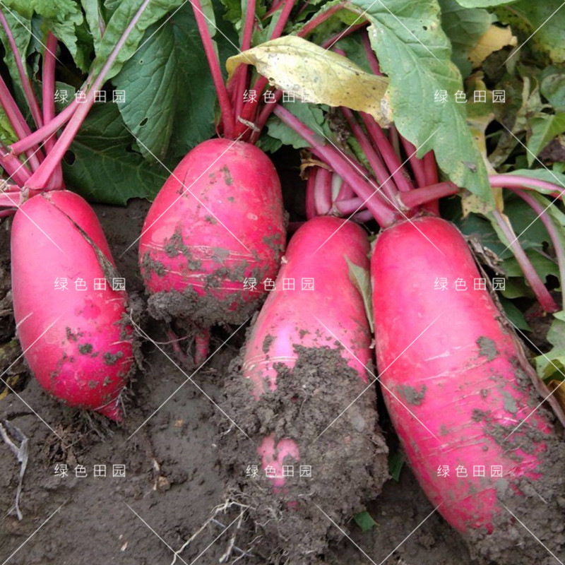 新抗病種子菜園農家大田夏季秋季播蔬菜籽蘇北大紅袍孑抗熱大地紅蘿蔔