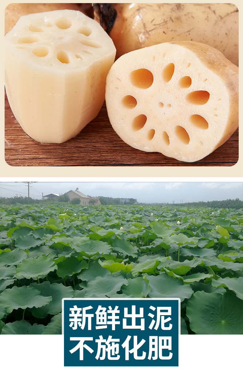 洪湖粉藕莲藕新鲜现挖煲汤湖北九孔粉藕正宗特产5斤带泥糯米汤藕生鲜