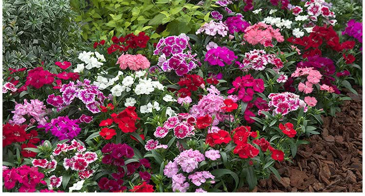 耐寒五彩石竹种子四季开花易种好活常夏石竹花种子多年生庭院阳台花籽