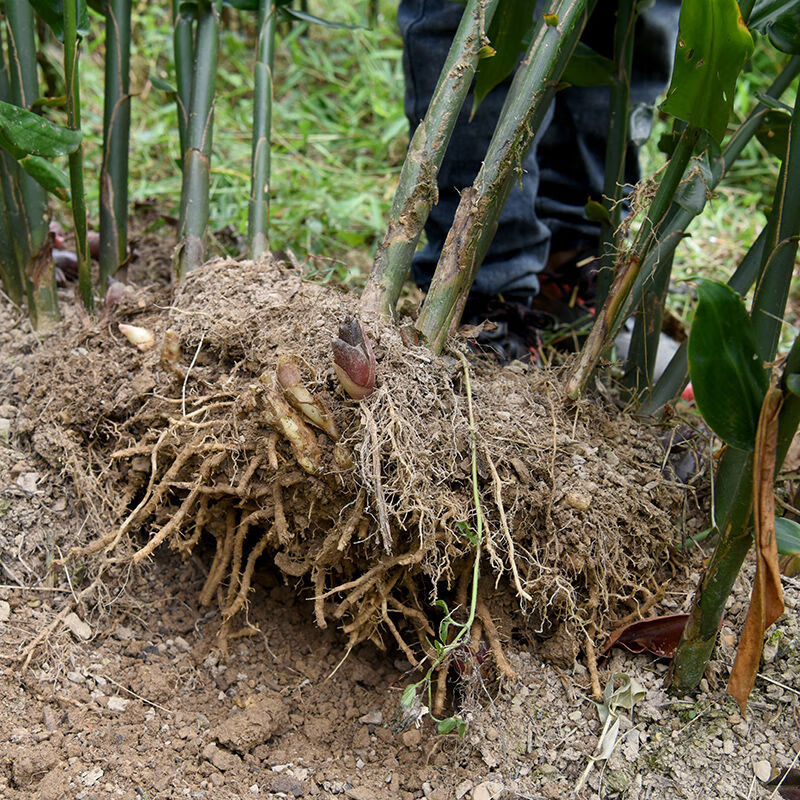 京力阳荷种苗洋荷姜种根湖北恩施洋荷笋新鲜蔬菜洋霍姜阳姜洋荷种根1