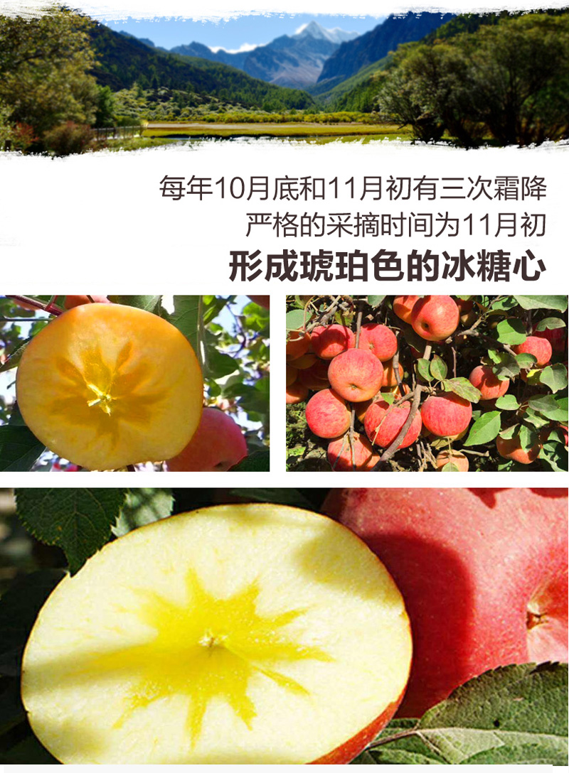 新疆阿克苏冰糖心苹果大果水果新鲜20斤丑红富士果园直发95mm含以上18