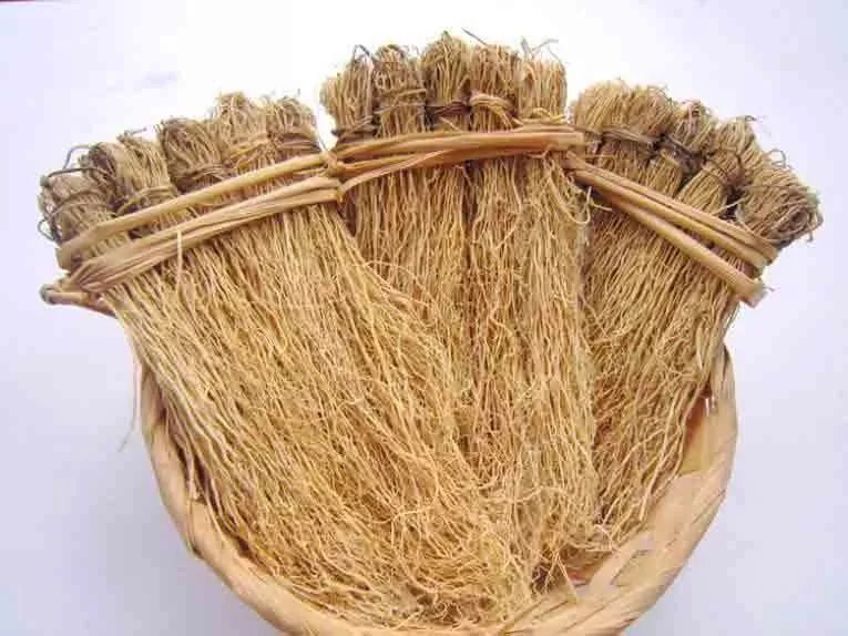 养肝草丝线根粤北特产韶关草龙须草食材产地销10小扎50g60g