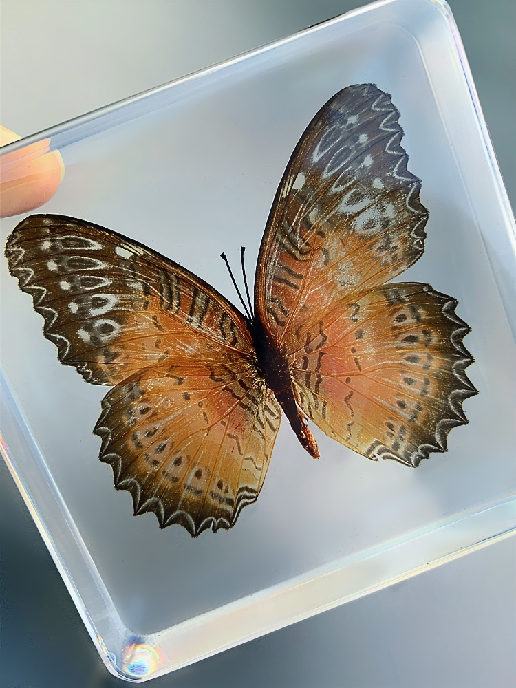 真实蝴蝶标本树脂琥珀摆件工艺品装饰蜻蜓斐豹蛱蝶灰黄色窄斑凤尾蝶