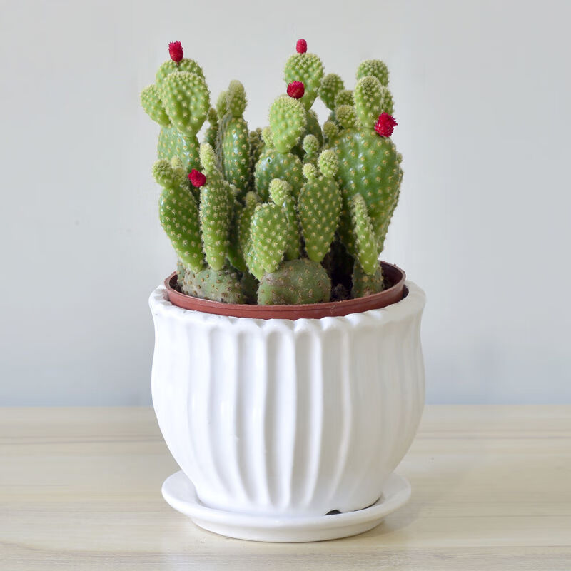 摇钱树聚财手仙人掌多肉植物带盆栽好室内客厅办公室桌面采缇摇钱树雅