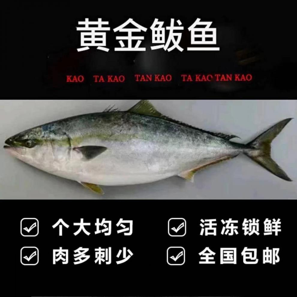 特大鲅鱼金鲅礼盒装年货送礼冷冻新鲜鲜活深海大鱼饺子馅马鲛鱼净重