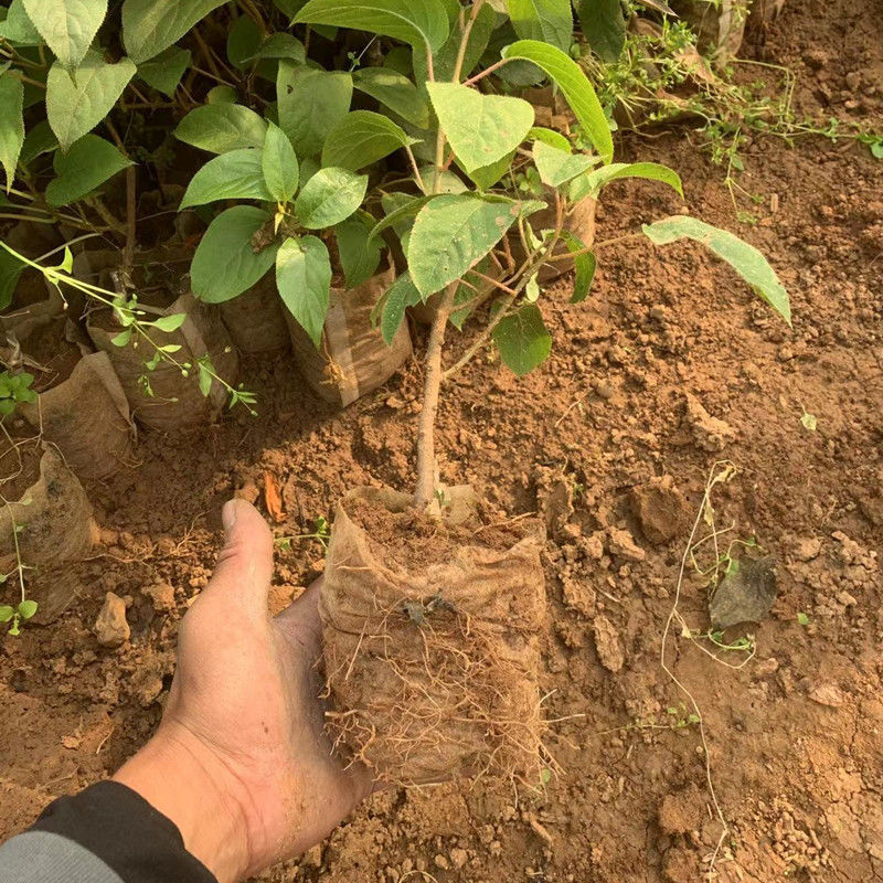 批发正宗嫁接软枣猕猴桃苗原盆原土南北方室内外栽种红心软枣树苗正宗