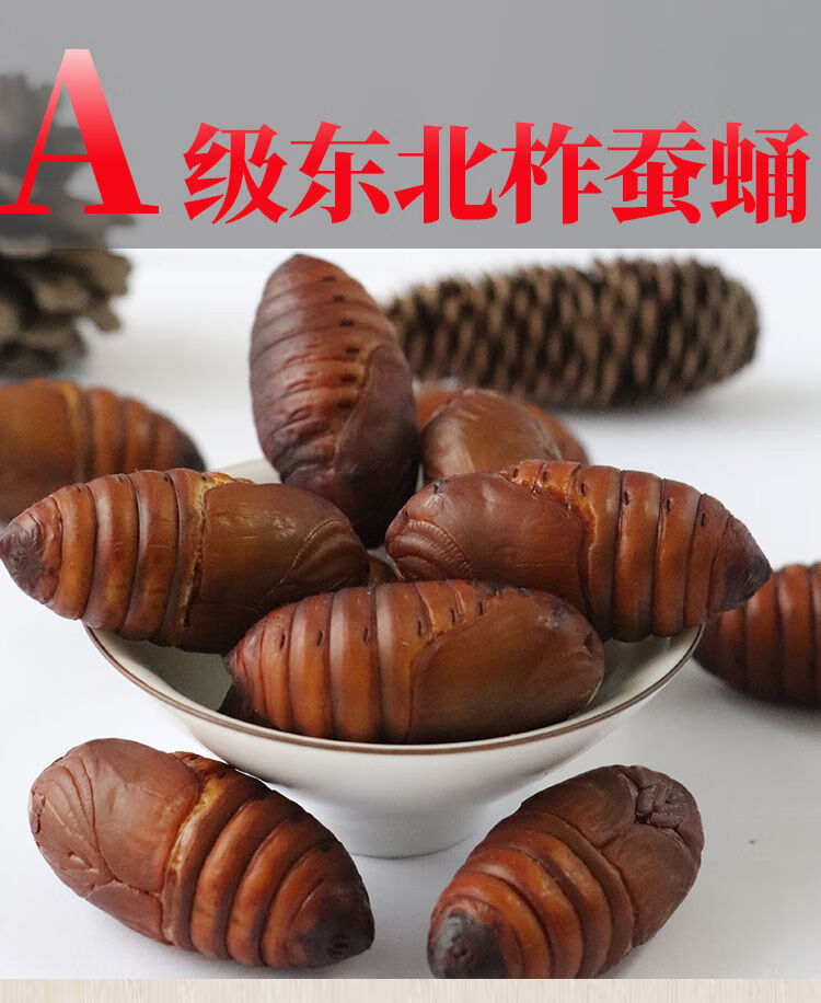 东北蚕蛹 新鲜蝉蛹大黄蛹黑蛹大茧蛹活的柞二黄蛹 营养高 大黄蛹(4
