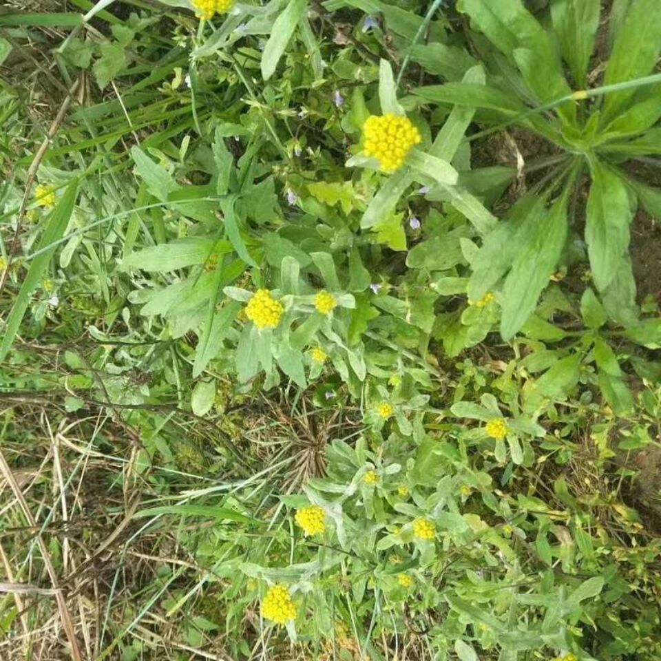 贵州黎平三月粑锦屏清明节特产农家黄草粑甜藤粑三月粑3斤装煎黄草粑