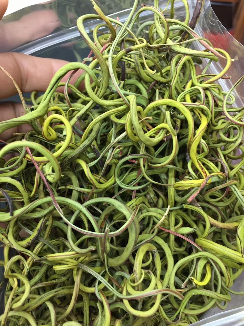 肾精茶长白山化石草养生肾精茶一瓶25克 50克 25克/试用装【图片 价格