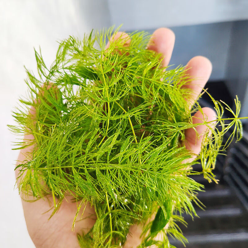 蜈蚣草懶人水草金魚藻 浮萍紅丁香魚缸水草綠菊魚草 迷你九冠1顆