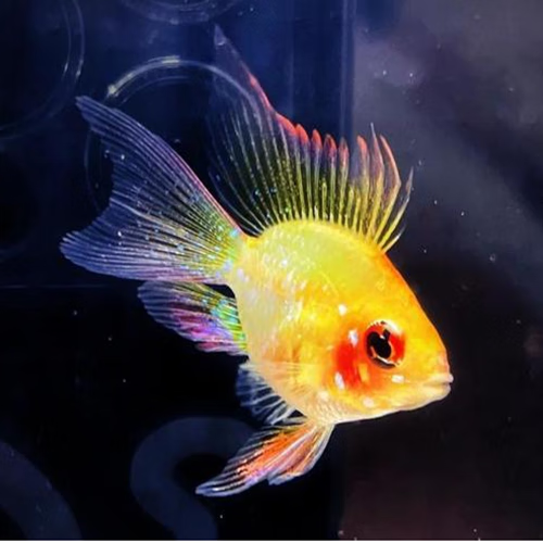 荣郁金波子观赏鱼热带鱼阿凡达活体淡水鱼长尾种鱼鱼苗繁殖短雕鱼宠物