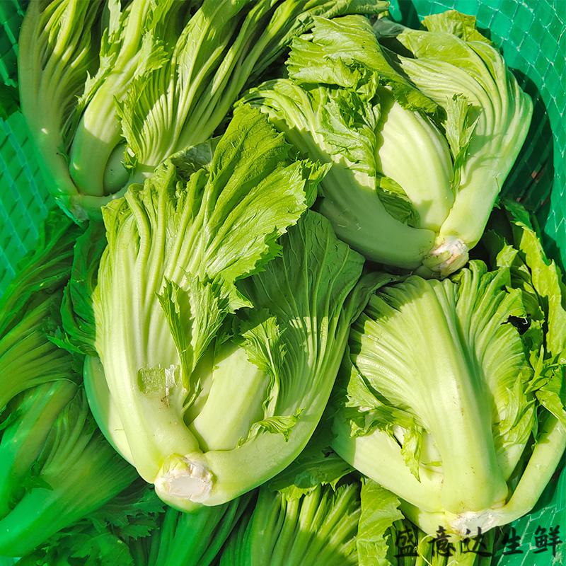 芥菜新鲜广西现摘盖菜卷心包心肉菜大叶青菜苦菜蔬菜可腌制泡酸菜