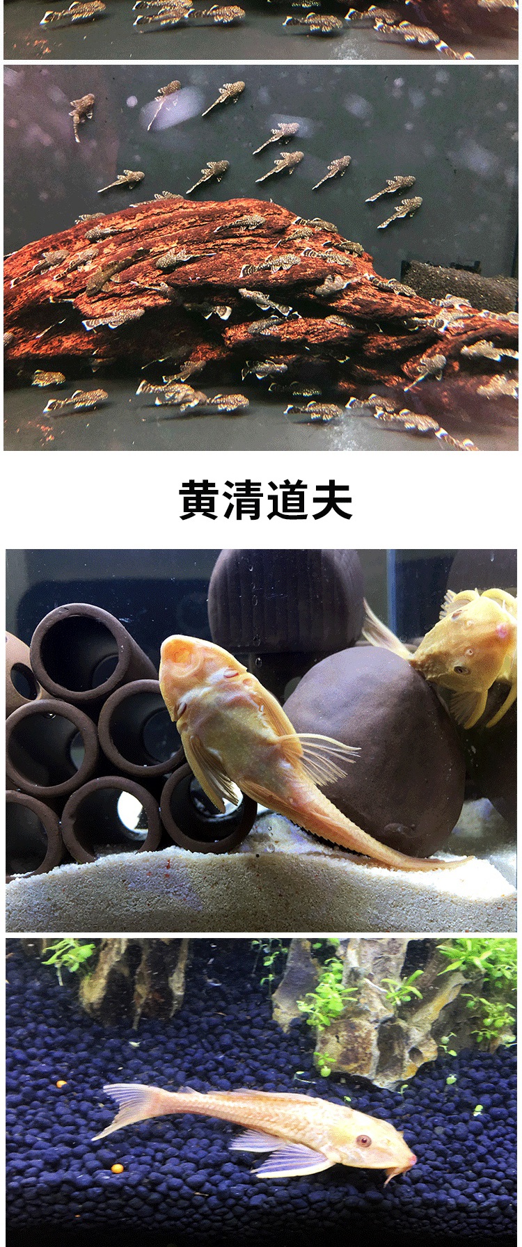 垃圾魚清道夫魚活體熱帶清潔魚缸工具魚黃金短帆鬍子琵琶魚三間鼠cma