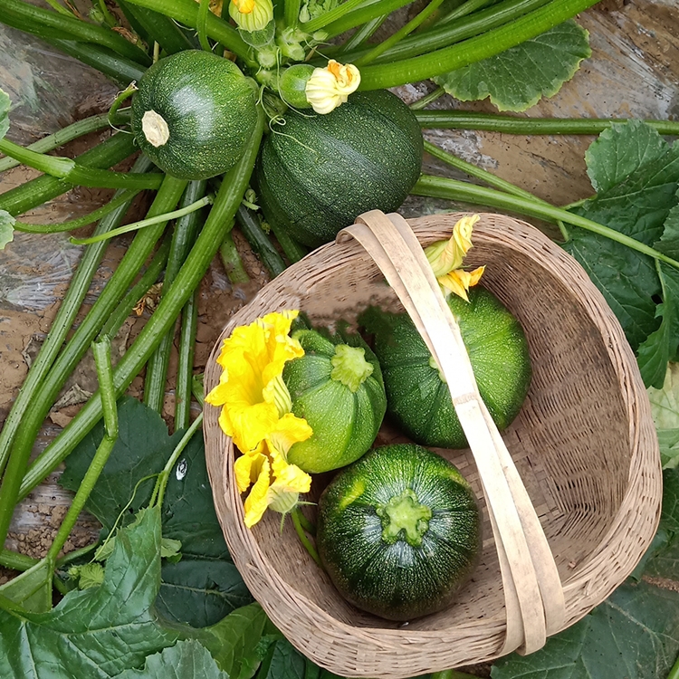 韩秀无蔓短蔓 椭圆西葫芦籽种蔬菜孑一串铃嫩早南瓜春秋季农家易 嫩早