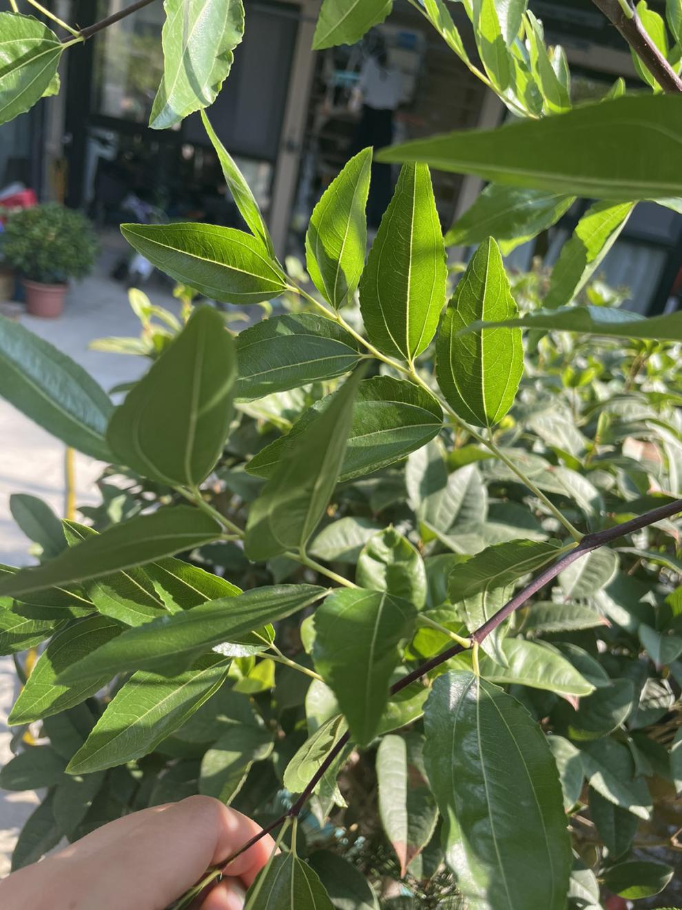 北京同仁堂红枣树叶干枣叶大枣叶干叶子中药材店铺大全整片50克1斤装