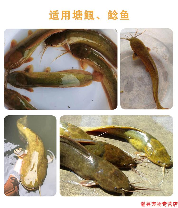 京选峰华牌塘鲺塘角鱼饲料塘虱鱼漂浮料鲶鱼钓鱼饵料池塘养殖通用鱼粮