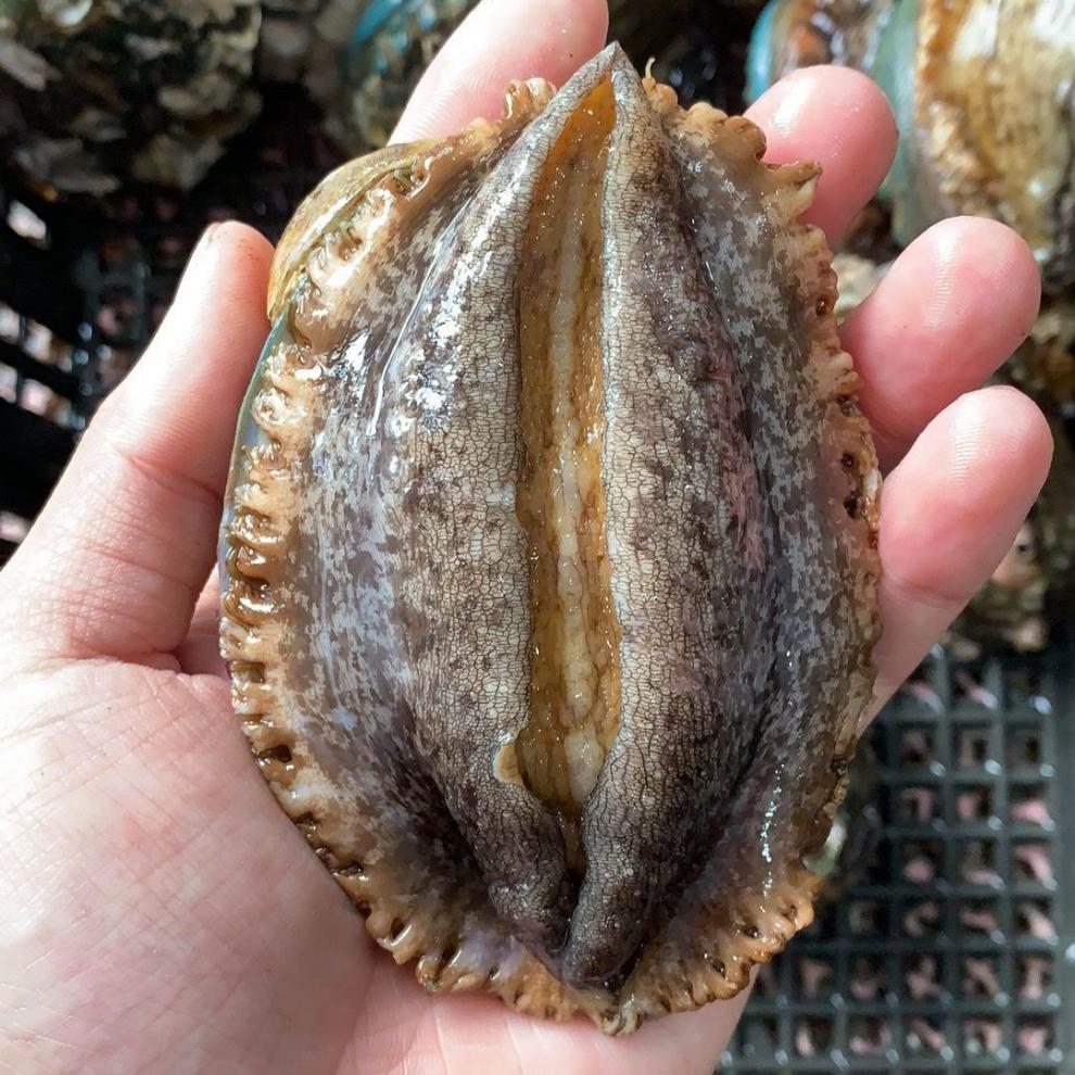 【顺丰】鲜活4头鲍5头鲍大鲍鱼贝类超大刺身大小鲍鱼海鲜 中鲍(约10-1