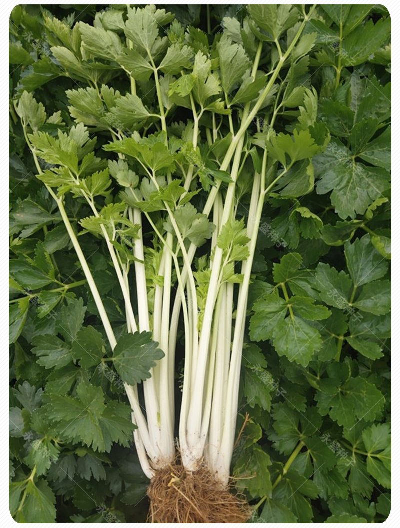 芹菜种籽四季白芹菜种籽白杆芹菜籽秋季蔬菜种子菜种籽冬季种孑种四季