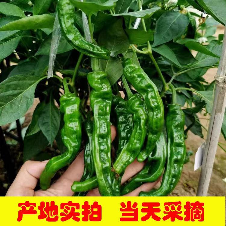 现摘新鲜蔬菜山东枣庄一窝蜂薄皮皱皮辣特辣螺丝土辣椒25斤1000g