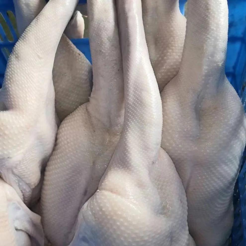 新鲜潮汕狮头鹅整只老鹅三年整只10斤农家大鹅掌鹅翅鹅肉批发净重1213