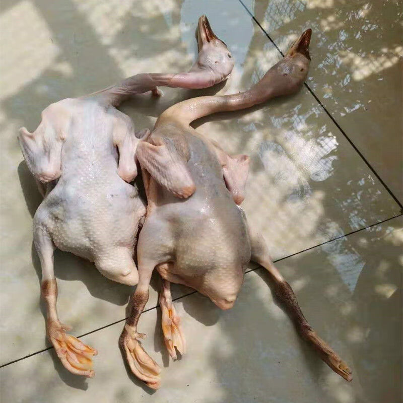 现杀现发5年农村散养老鸭麻鸭笨鸭土鸭新鲜鸭子肉整只生鲜食材坏单