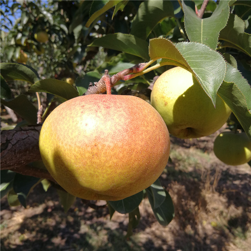 更多參數>>國產/進口:國產原產地:美國包裝形式:簡裝品種:蘋果梨商品