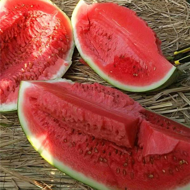 特大新红宝西瓜种籽 中早熟懒汉老品种南方四季 西瓜种孑灌装 特大新