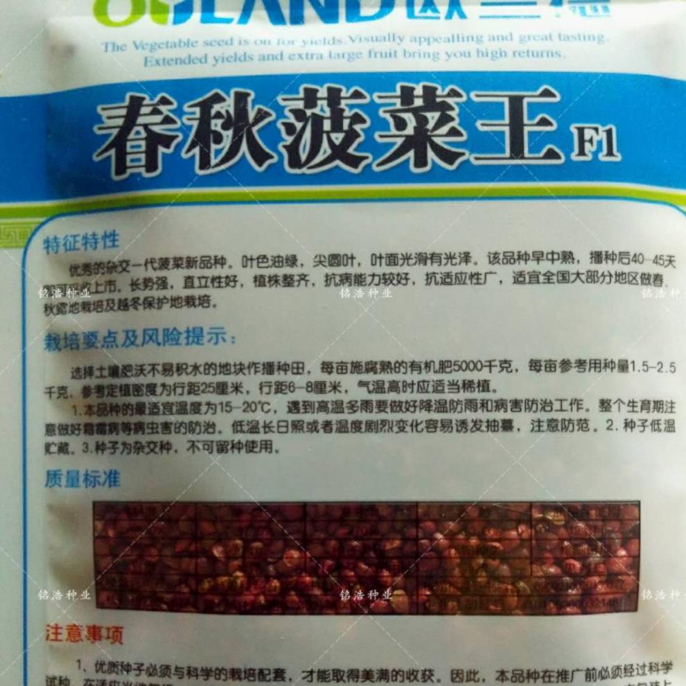 进口菠菜种子高产黑绿有光泽抗霜霉病耐抽薹直立易捆扎大面积用种原装