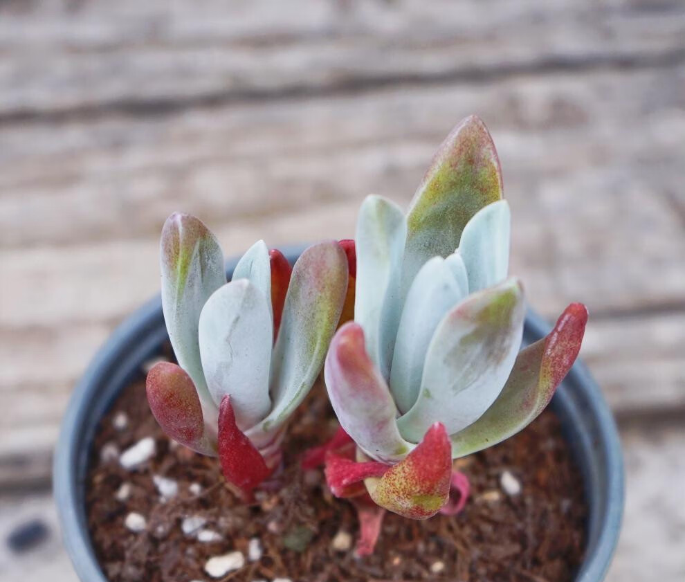 芊阙拇指仙女杯苹果叶多肉植物奴婢吉娜爱杜丽丝初霜仙女杯白菊饺子皮