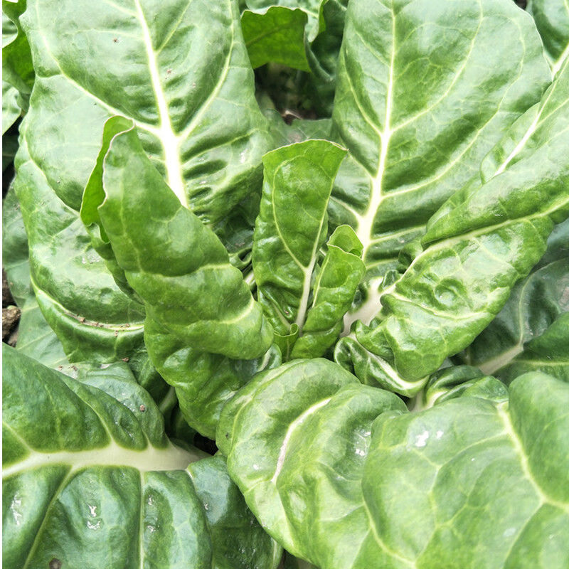 厚皮菜四川特产牛皮菜新鲜厚皮菜蔬菜重庆瓢儿菜莙荙菜君达菜农家35斤