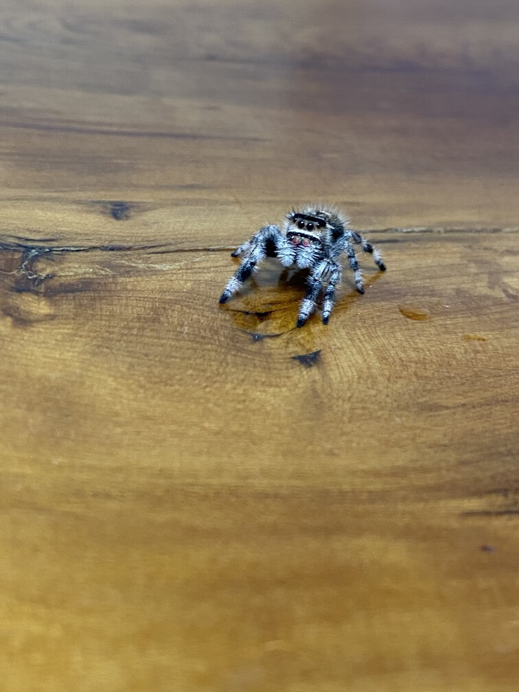 荣郁 蜘蛛跳蛛佛罗里达跳蛛白佛小朋友礼物卢卡斯微距摄影萌宠物 灰白