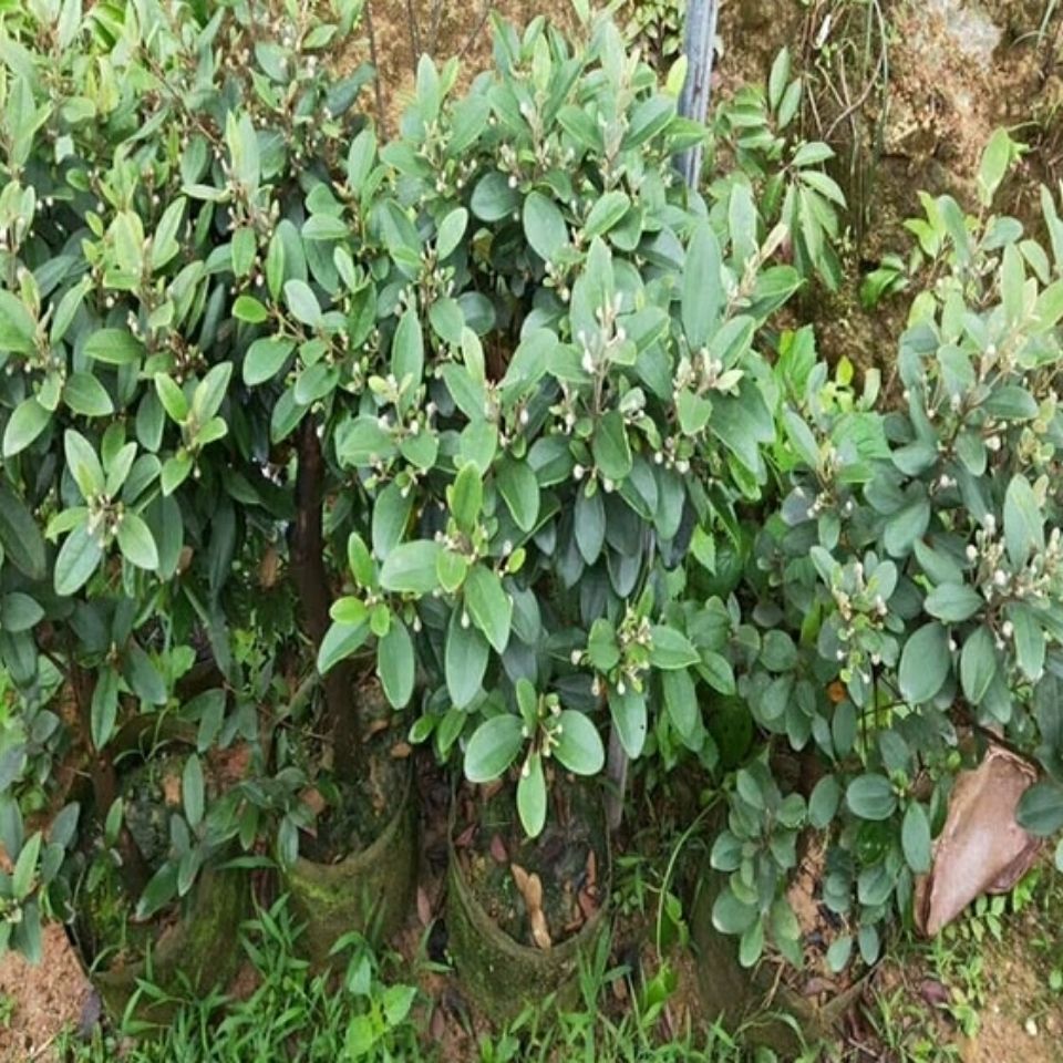 谏仰正宗桃金娘树苗山捻子苗乌稔多尼小种苗盆景地栽室内阳台庭院植物