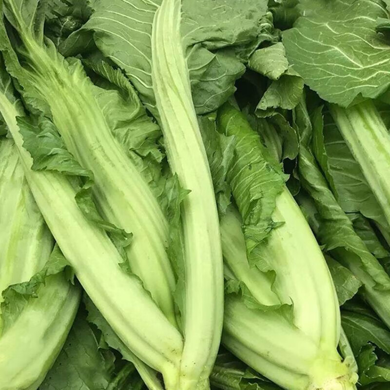 宽叶厚肉高脚芥菜种子四季菜种籽青菜芥菜腌酸菜泡菜阳台蔬菜种子 厚