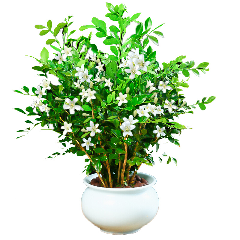 盆栽七里香千里眼树苗室内花卉植物室内盆栽7九里香一盆哑光陶瓷盆含