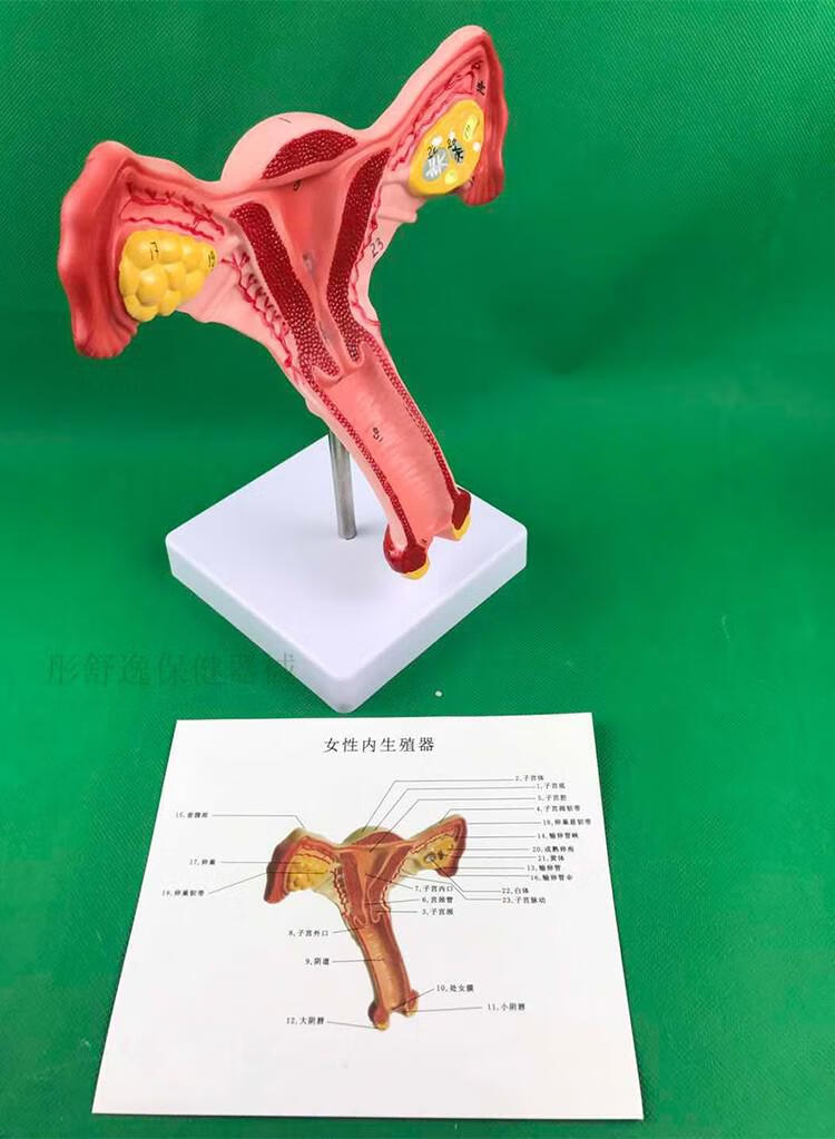 jd健康人體子宮模型教具模具卵巢解剖病理醫學女性仿真女性生殖模器a