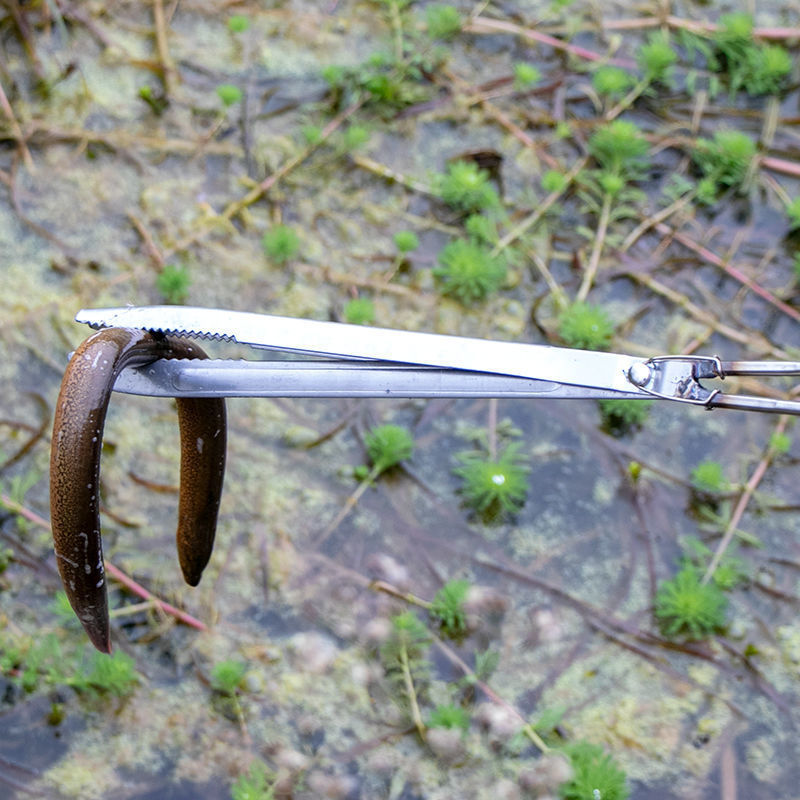 夹子加厚竹子不锈钢防滑铁直口不锈钢黄鳝夹子鳝鱼夹泥鳅螃蟹钳子防滑