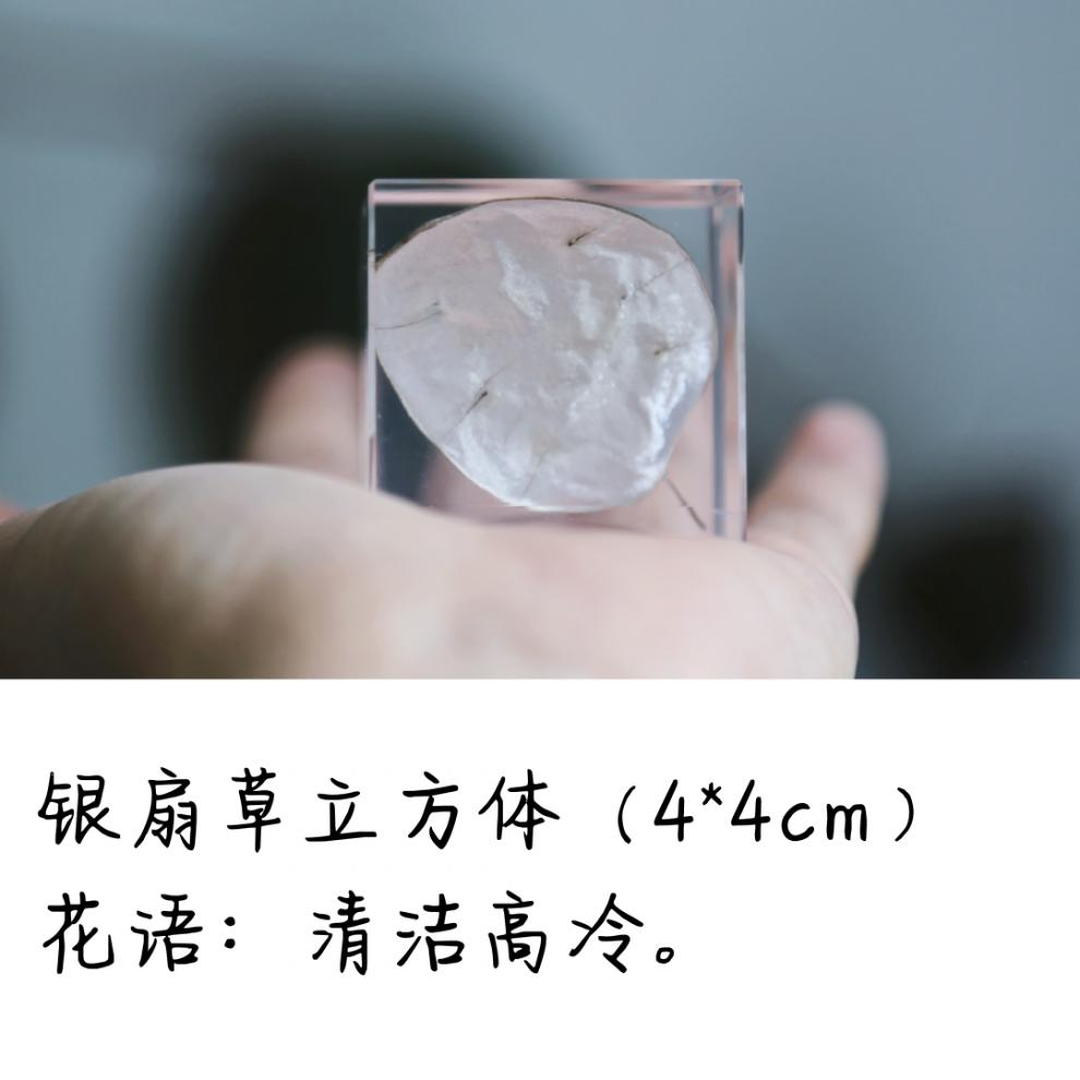 标本镇纸创意摆件非宙sola女友生节礼物永生花 珠光香青立方体(4*4cm)