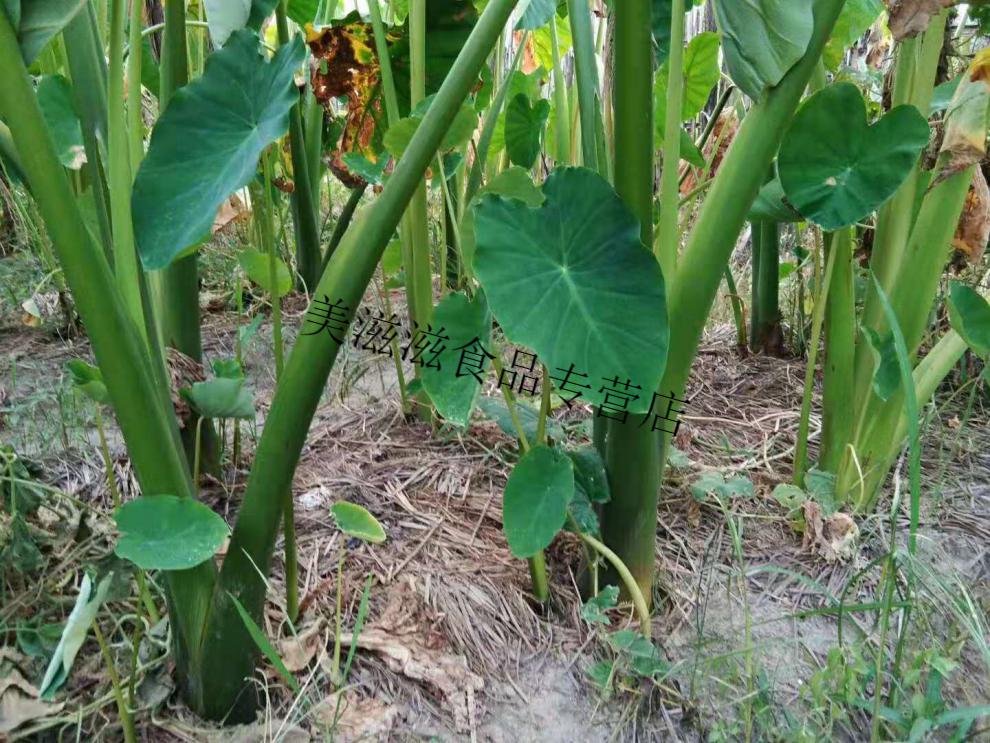 江西鹰潭贵溪特产农家自制酸芋禾下饭菜两斤一份