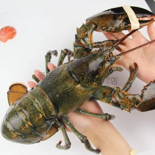 生冻波士顿龙虾速冻生冻大虾波龙速冻波龙[速冻发货] 活冻波龙2只(各