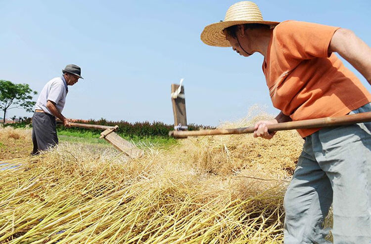 打菜籽连盖连枷打谷子打油菜专用打豆子连架打麦子梿枷农具大全驰爵