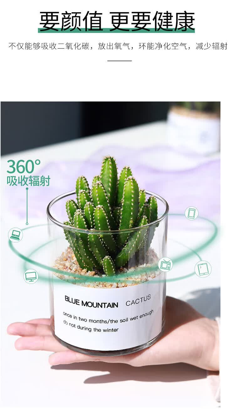 仙人掌盆栽植物开花多肉植物室内办公室绿植花卉盆栽万重山大圆柱陶粒
