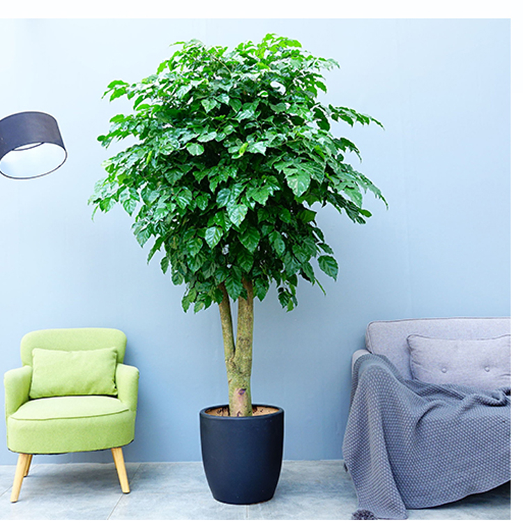 大号老桩单杆幸福树绿宝客厅居家办公室大型四季常绿植物落地盆栽