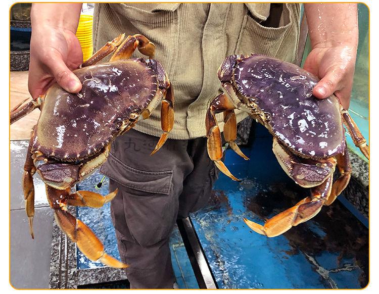 九河灌海旗舰店鲜活珍宝蟹超特大螃蟹海鲜水产蟹活体2斤1只共2斤生冻