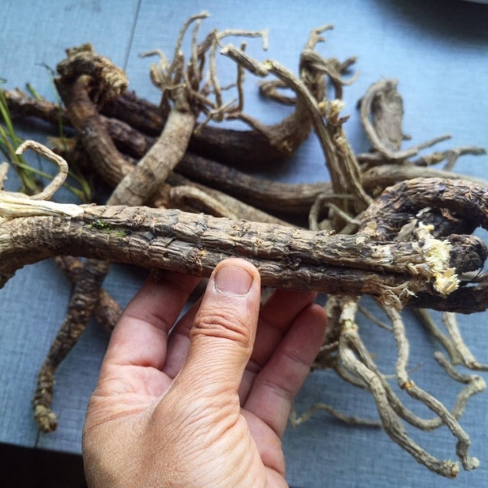 康中尊 贵州野外生岩川芎根干货500克 中药原材料岩防风野川芎光头