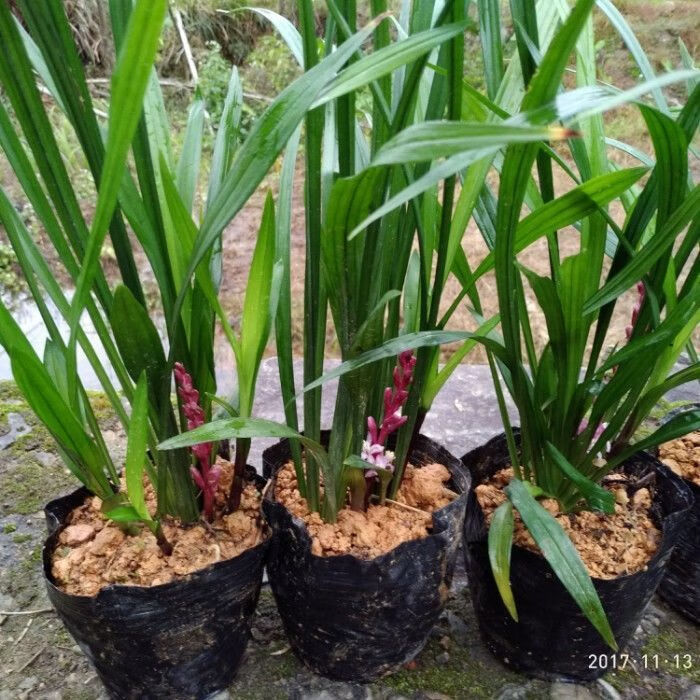 雨花蝶吉祥草观音草紫衣草室内外阳台盆栽土栽水培好养耐寒四季常青