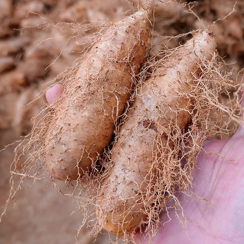 毛薯猪仔薯茂名甜薯粉糯香山药新鲜5斤 小果 3斤【图片 价格 品牌