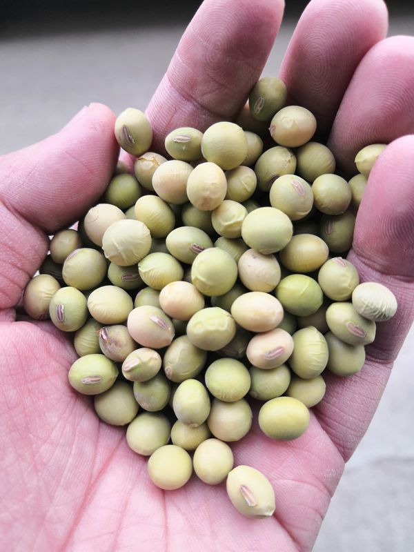 特早毛豆种子青豆种子早熟高产鲜食菜豆种子农家春季四季播蔬菜籽特早
