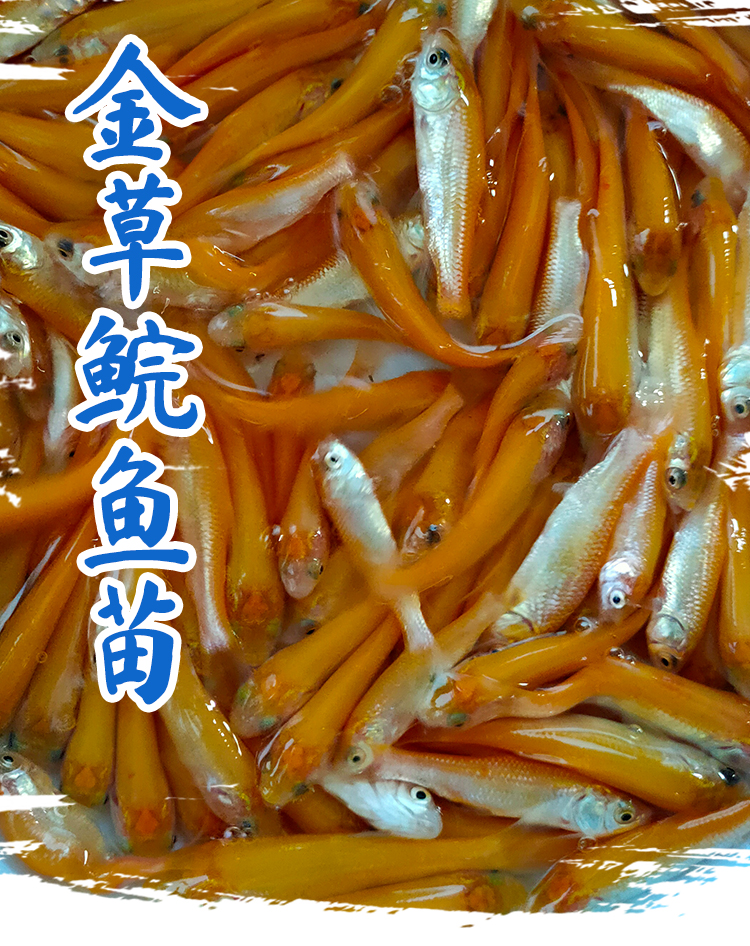 榮鬱俄羅斯金草魚苗金色鯇魚苗草魚鯇魚苗淡水養殖金絲