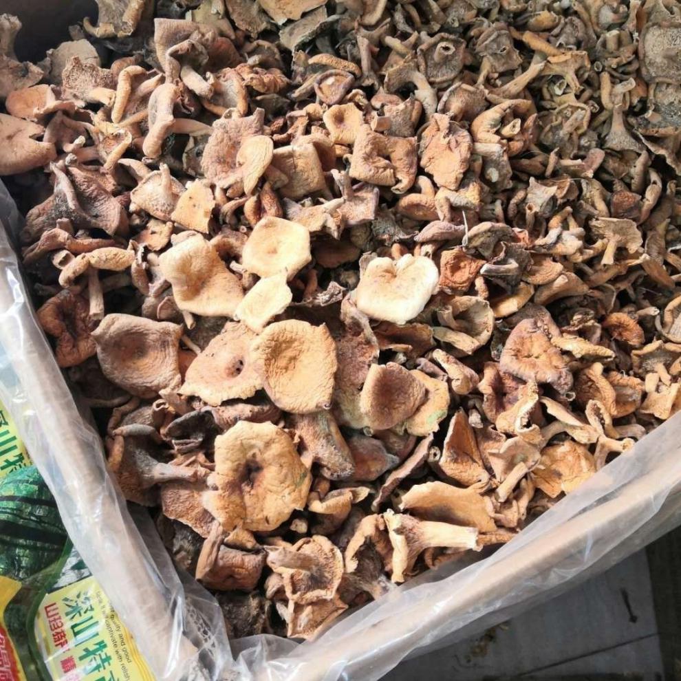 神龙架干松树菌寒菌松乳菇黄枞菌干枞菌谷熟菌菌鲜货250克干枞菌